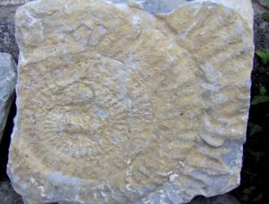 Ammonite