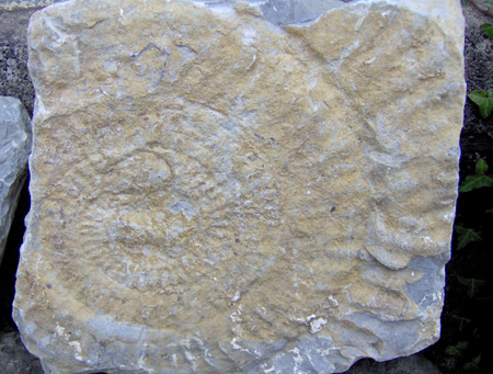 Ammonite